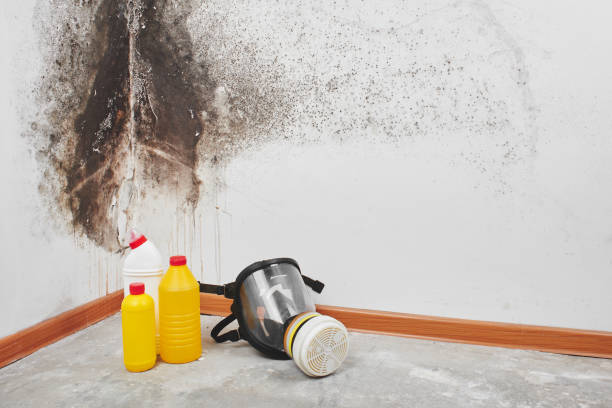 Best Crawl Space Mold Removal  in Bayard, NM