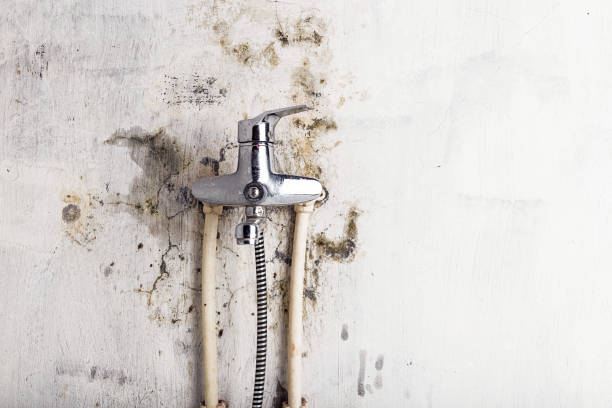 Best Black Mold Removal  in Bayard, NM