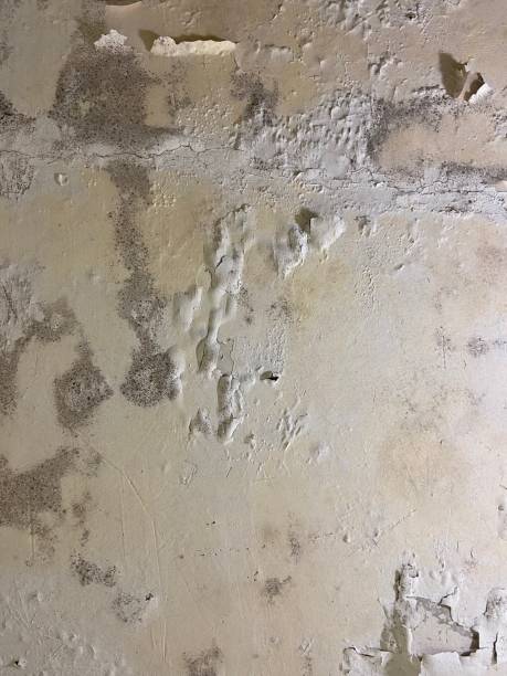 Best Same-Day Mold Removal  in Bayard, NM